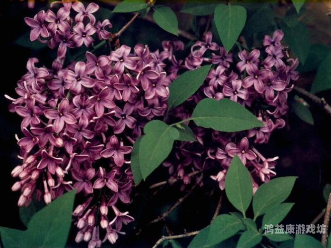 久久五月丁香中文字幕久久五月丁香中文字幕，探索背后的文化现象与影视翻译的艺术