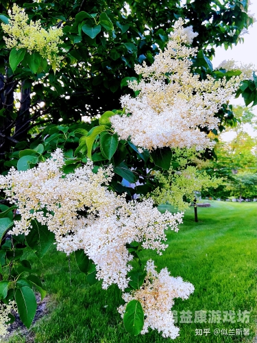 丁香五月开心婷婷综合缴情五月丁香花开，婷婷玉立迎夏来——探寻五月丁香与婷婷的综合魅力