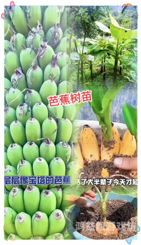 仙人伊人久久大香线蕉?仙人伊人久久大香线蕉，揭秘这一神秘植物的独特魅力与生态价值