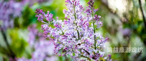 五月开心丁香婷婷久久看，探秘五月丁香花的美丽与传说