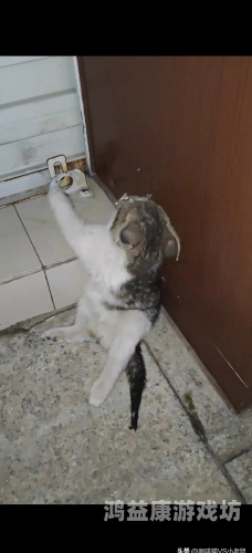 午夜无码不卡，成·人免费观影新趋势