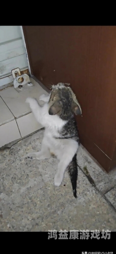 午夜无码不卡，成·人免费观影新趋势