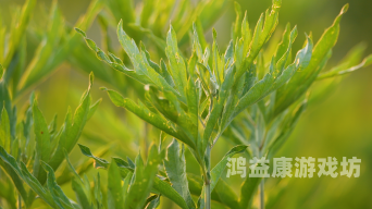 艾草精品视频一区二区探索艾草文化，精品视频一区二区深度解析