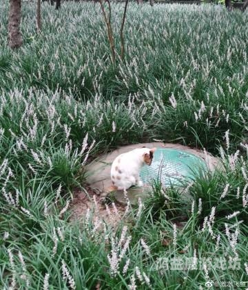 伊人久久综合热线大杳蕉伊人久久综合热线大杳蕉，解读其背后的文化与社会现象