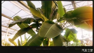 国产香大蕉免费观看在线视频，探索中国影视产业的新趋势