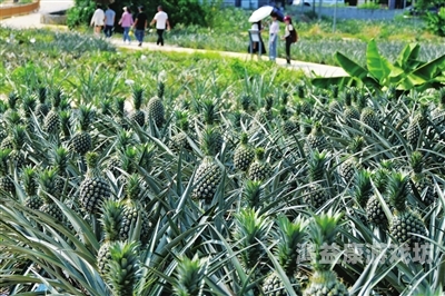 国产在线偷揄自揄视频菠萝，网络文化的兴起与反思