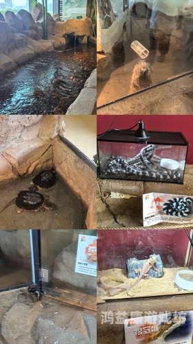 探索无码久本草在线中文字幕DVD的魅力与影响