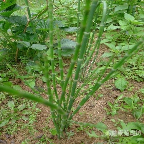 97久久精品国产精品青草97久久精品国产精品青草，探索国产青草的品质与魅力