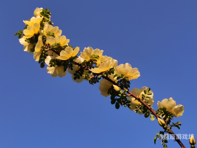 丁香与婷婷，五月与六月的色彩与香气之旅