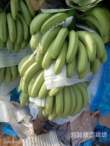 一本大道香蕉高清久久，探索香蕉种植与加工的全产业链