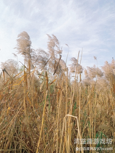 青草草97在线视频青草草97在线视频，探索网络视频的新趋势