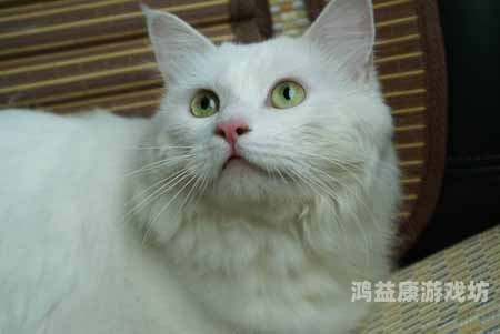 久久综合综合天天奶头咪咪 久久综合综合天天奶头咪咪，网络热词的背后文化与现象解析