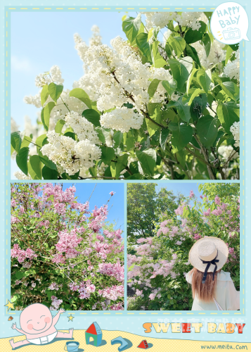 狠狠色丁香九九婷婷综合狠狠色丁香九九婷婷综合，探索植物世界的多样性与美丽