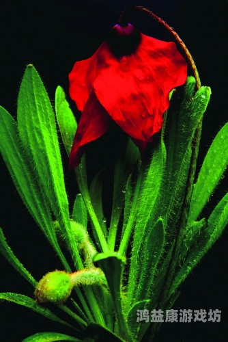 狠狠色丁香九九婷婷综合狠狠色丁香九九婷婷综合，探索植物世界的多样性与美丽