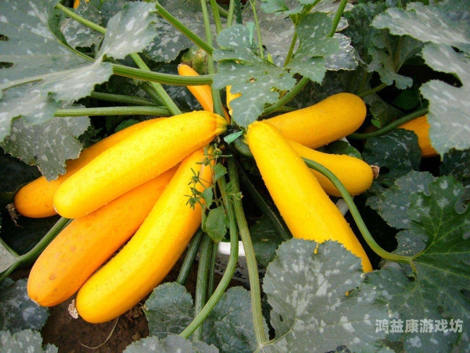 亚洲香蕉久久，从种植到市场的全面解析亚洲香蕉久久鸭脖