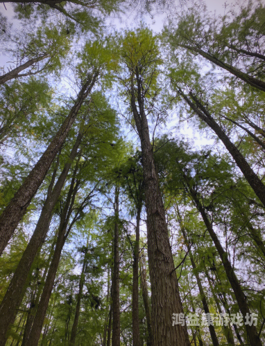 亚洲国产成人精品不卡青青草原亚洲国产成人精品不卡青青草原，探索数字娱乐的新趋势
