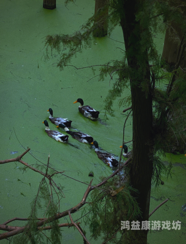 亚洲国产成人精品不卡青青草原亚洲国产成人精品不卡青青草原，探索数字娱乐的新趋势