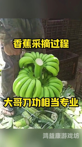 国产香蕉97视频碰碰看国产香蕉97视频碰碰看，一场农业与科技融合的创新盛宴