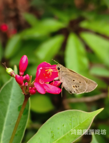香蕉eeww99国产精选免费，全面解析国产香蕉的独特魅力与营养价值w.w.w香蕉