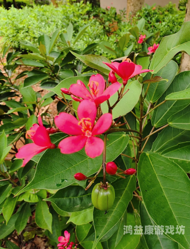 香蕉eeww99国产精选免费，全面解析国产香蕉的独特魅力与营养价值w.w.w香蕉