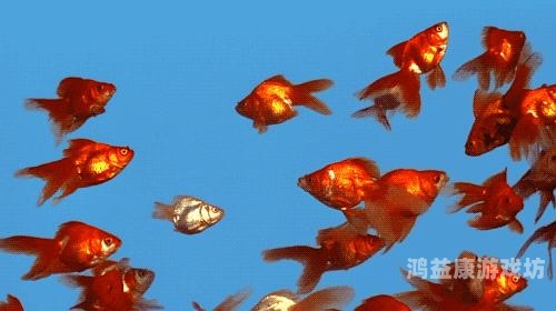 亚洲片高清日本