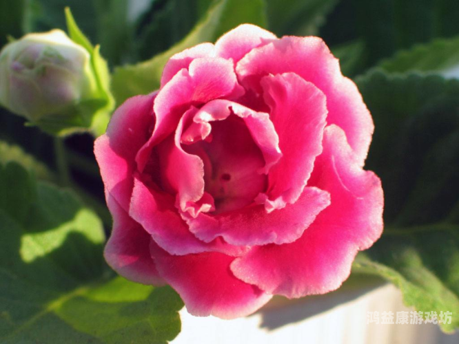 天天天干在线观看视频，平台特色、使用指南与安全注意事项天天干哕怎么回事