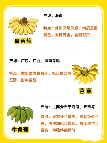 一本大道之中文日本香蕉从日本香蕉文化看东亚水果消费变迁，品种改良、营销创新与文化符号的深度解析