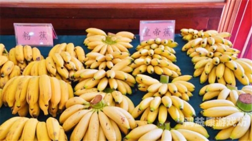 国产香蕉产业崛起之路，从香蕉久久精品看中国热带农业的转型升级香蕉久久精品国产麻豆一区二区亚洲欧美