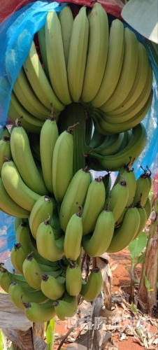 亚洲亚洲香蕉香蕉视频---