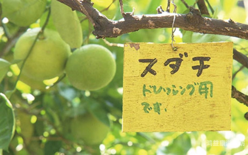 亚洲九九香蕉方案