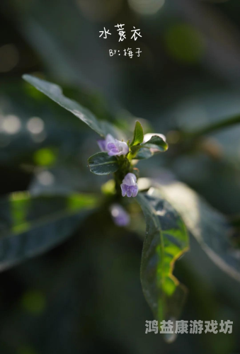 日本野花视频在线看免费日本野花视频在线看免费 - 探索自然之美与线上观赏指南