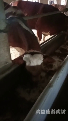 五月天 在线 亚洲 牛