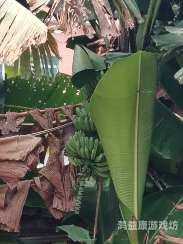 日本免费香蕉大道，创新营销背后的环保与社会意义探析太香蕉免费现现成