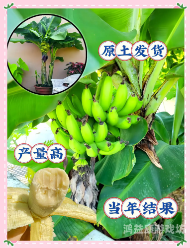 日本免费香蕉大道，创新营销背后的环保与社会意义探析太香蕉免费现现成