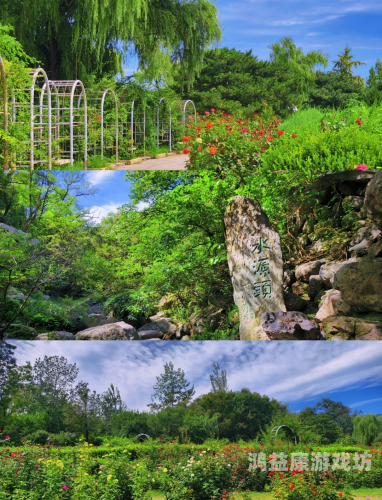 探秘亚洲最大五色丁香园，4438XX品种背后的园艺奇迹