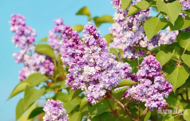 2021年最新最全婷婷丁香2021年最新百科丁香，品种鉴赏、药用价值与园艺养护全指南