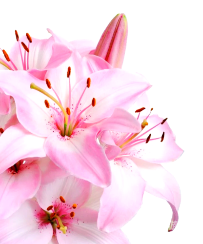 女女百合类网站揭秘，警惕不良内容，保护青少年水蜜桃在线播放女女百合是什么意思?