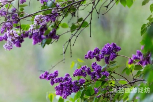 久久丁香五月，综合网新闻资讯