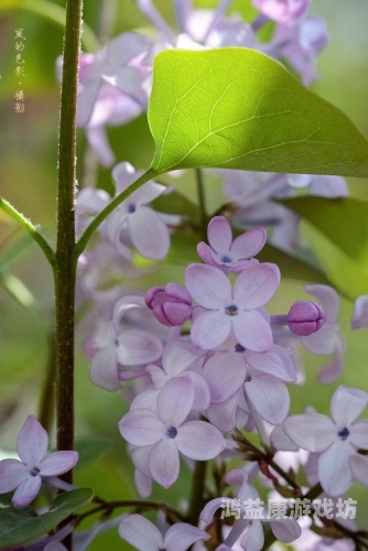 亚洲激情综合，多元文化交汇下的新闻资讯丁香花高清在线观看完整