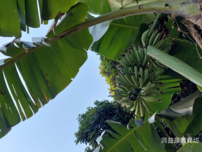 久碰是精品香蕉频线观久碰，精品香蕉频线观