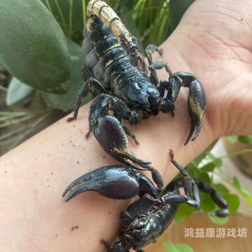 亚洲无毒精品无码AV在线亚洲无毒精品无码AV在线，安全、便捷的在线娱乐新体验