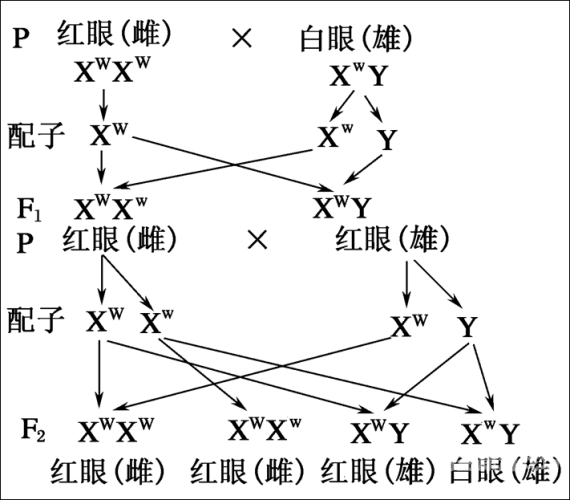人禽杂交在线视频，揭示生物科技前沿人畜杂交的后果是什么