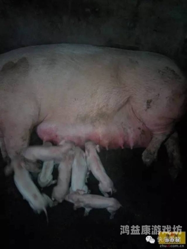 一级无码奶水在线观看奶水无码在线观看，新手妈妈们的福音