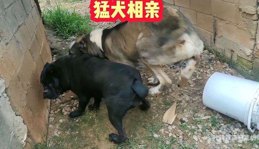 大黑吊在线观看，神秘视频平台揭秘