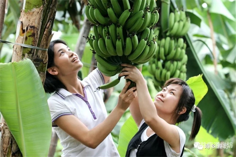 香蕉网伊在线中文字青青香蕉网伊在线，青青中文网新闻资讯