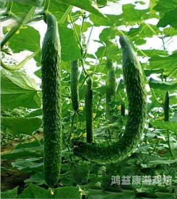 黄瓜污视频在线观看黄瓜污视频在线观看，网络谣言与水蜜桃在线播放警示