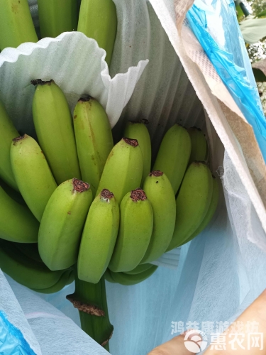 国产香蕉久久精品综合网国产香蕉久久精品综合网，探秘优质香蕉的丰富世界