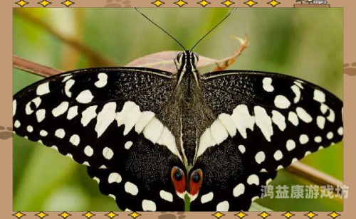 国产精品视频护士，医疗领域的璀璨明珠国产精华视频区