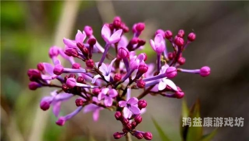 激情丁香激情丁香，探索网络时代的浪漫与活力