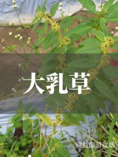 青草影院乱码青草影院乱码，网络娱乐新现象揭秘